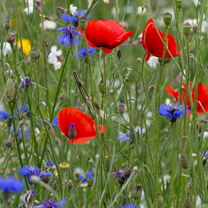 Veldbloemen