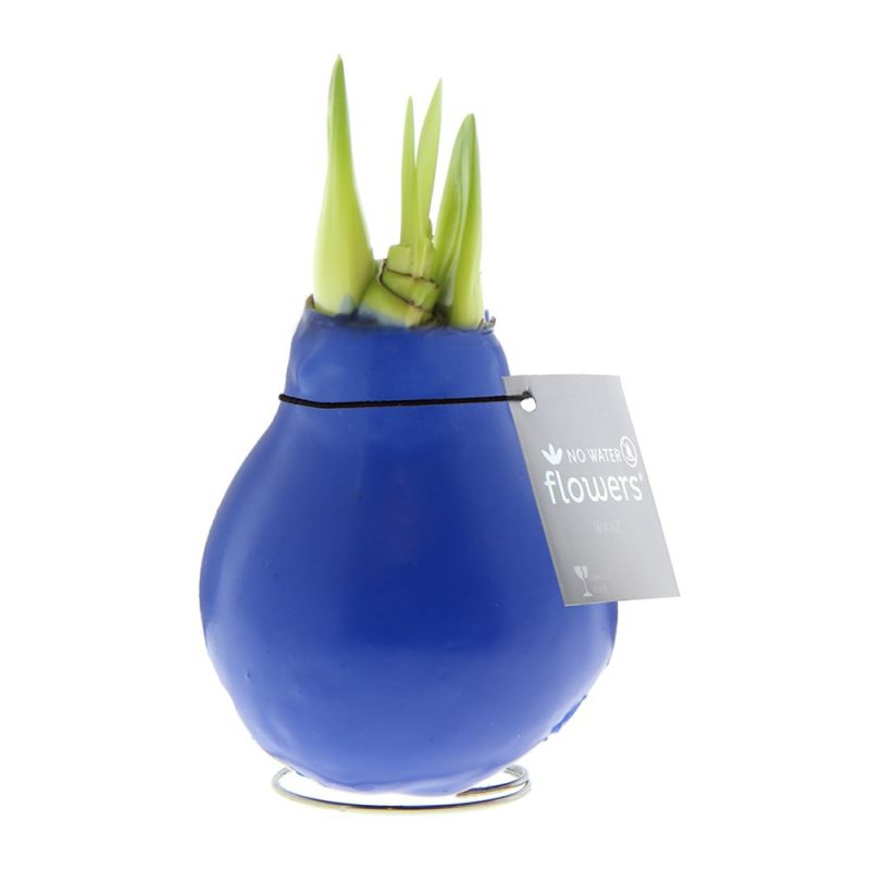 Blauwe Amaryllis Bollen bedrukken met logo