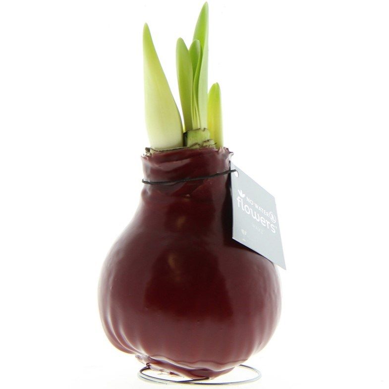 Bordeaux Amaryllis Bollen bedrukken met logo