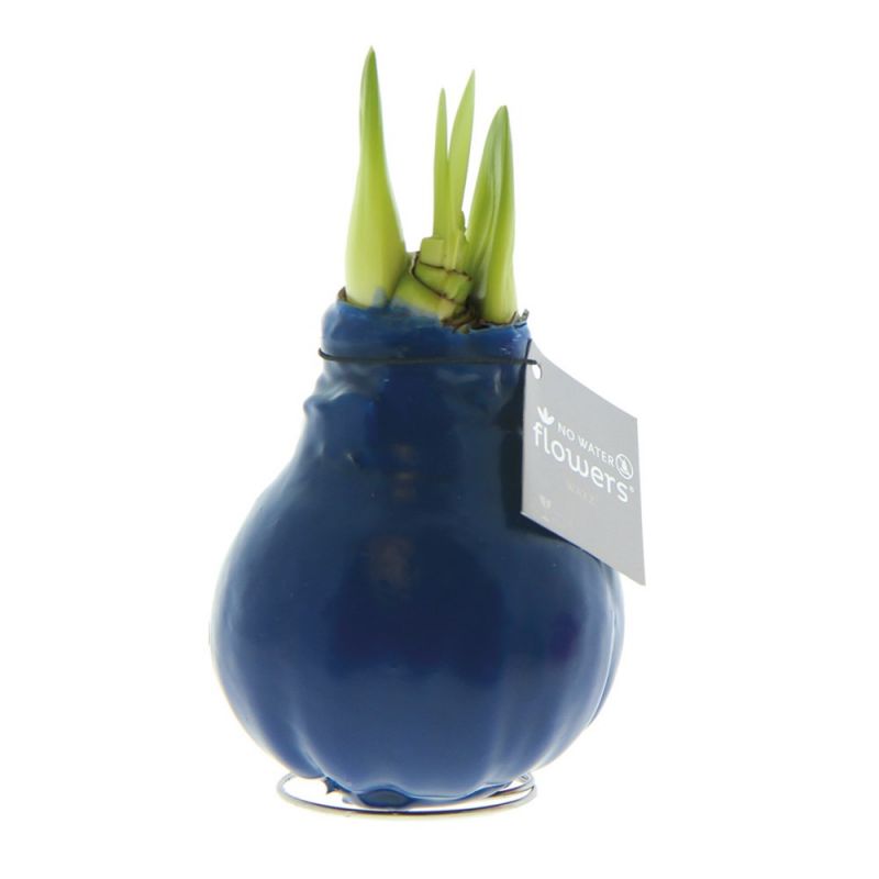 Donkerblauwe Amaryllis Bollen bedrukken met logo
