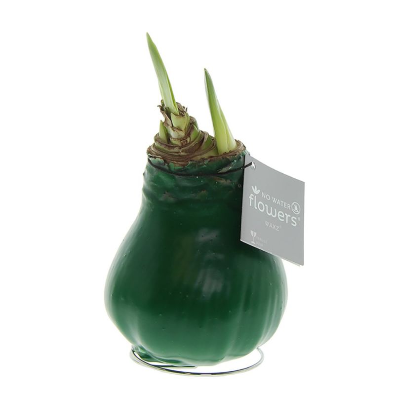 Donkergroene Amaryllis Bollen bedrukken met logo