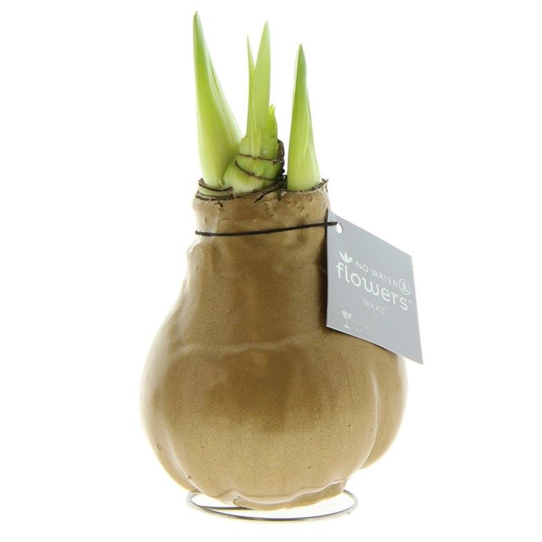 Gouden Amaryllis Bollen bedrukken met logo