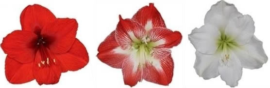 Grab a Gift - Amaryllis bol met logo bedrukken als relatiegeschenk