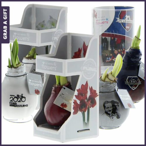 Amaryllis Bollen bedrukken met logo als relatiegeschenk