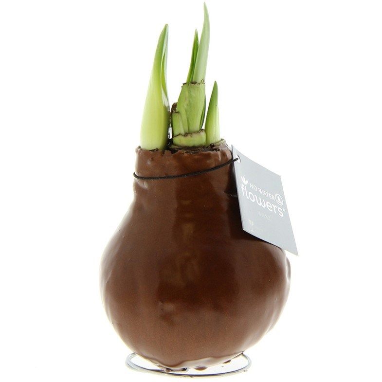 Lichtgroene Amaryllis Bollen bedrukken met logo