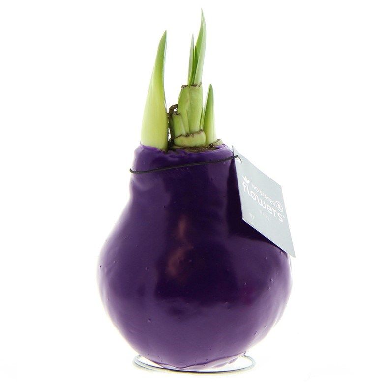 Pastel Gele Amaryllis Bollen bedrukken met logo