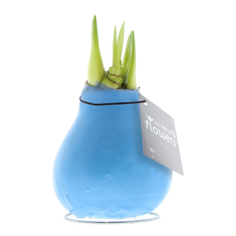 Pastel Gele Amaryllis Bollen bedrukken met logo