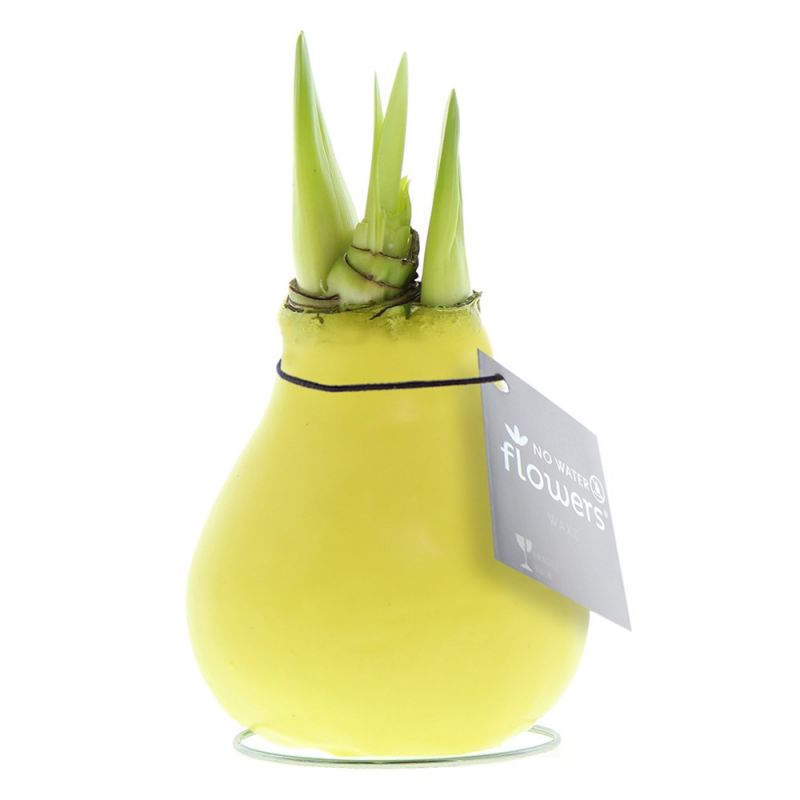 Pastel Gele Amaryllis Bollen bedrukken met logo