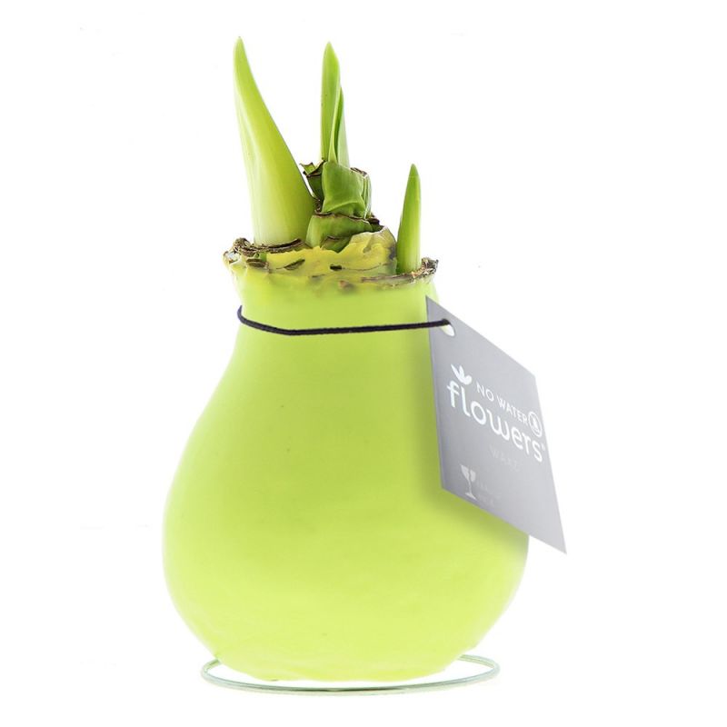 Pastel Groene Amaryllis Bollen bedrukken met logo
