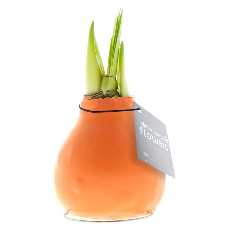 Pastel Oranje Amaryllis Bollen bedrukken met logo