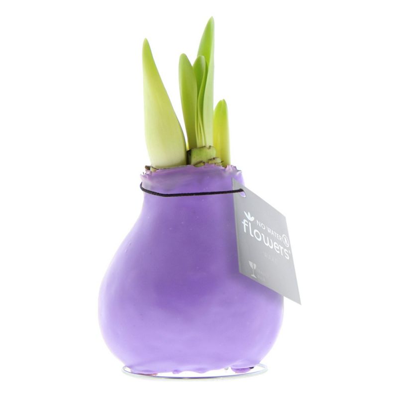 Pastel Paarse Amaryllis Bollen bedrukken met logo