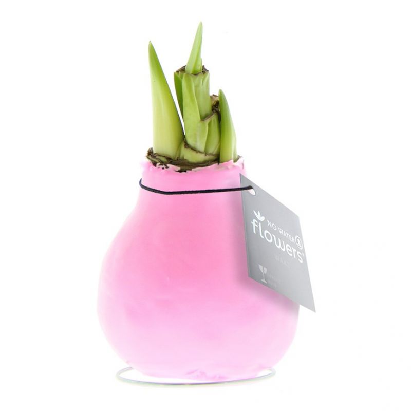 Pastel Roze Amaryllis Bollen bedrukken met logo