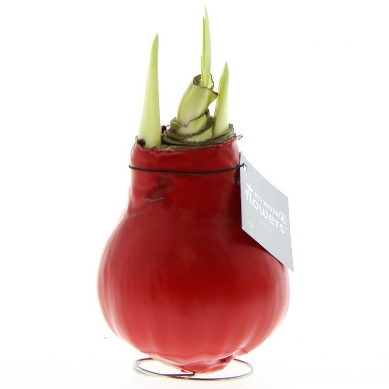 Rode Amaryllis Bollen bedrukken met logo