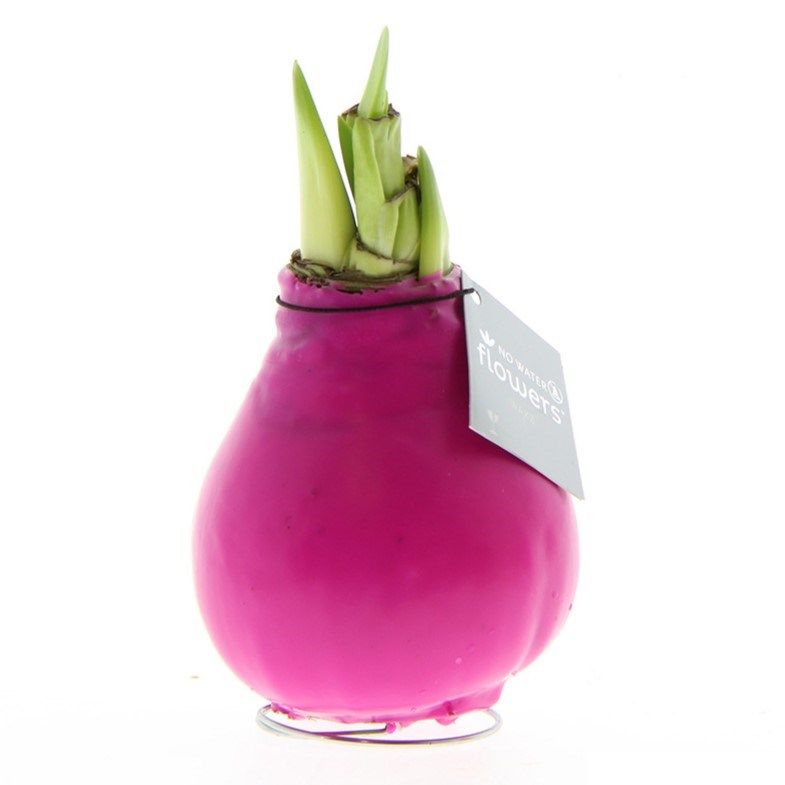 Roze Amaryllis Bollen bedrukken met logo