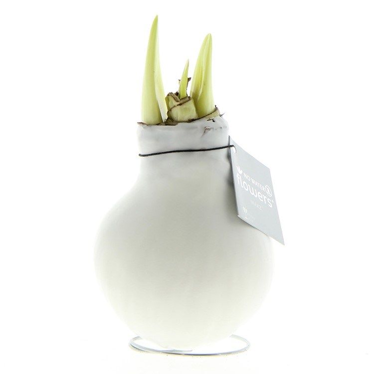 Witte Amaryllis Bollen bedrukken met logo