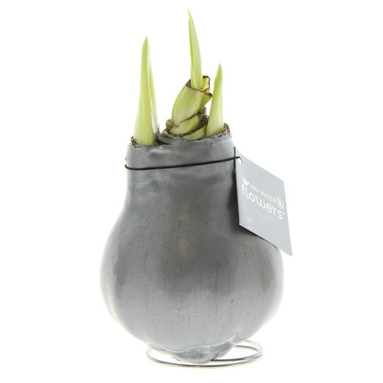 Zilveren Amaryllis Bollen bedrukken met logo