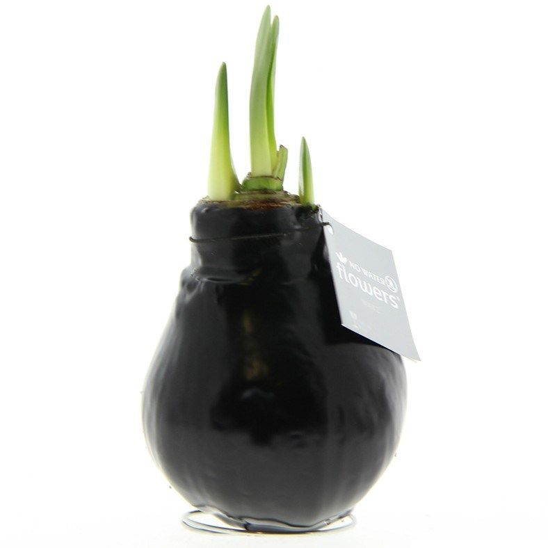 Zwarte Amaryllis Bollen bedrukken met logo