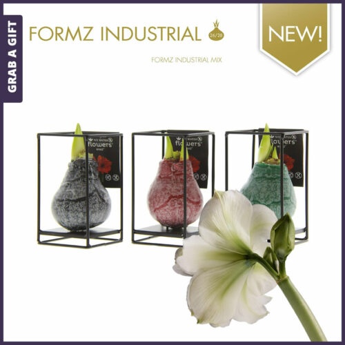 Wax amaryllis bol industrieel met logo opdruk