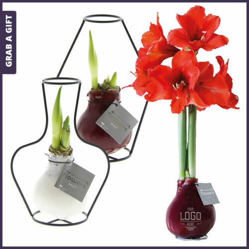 Wax amaryllis bol met logo opdruk in een draadvorm