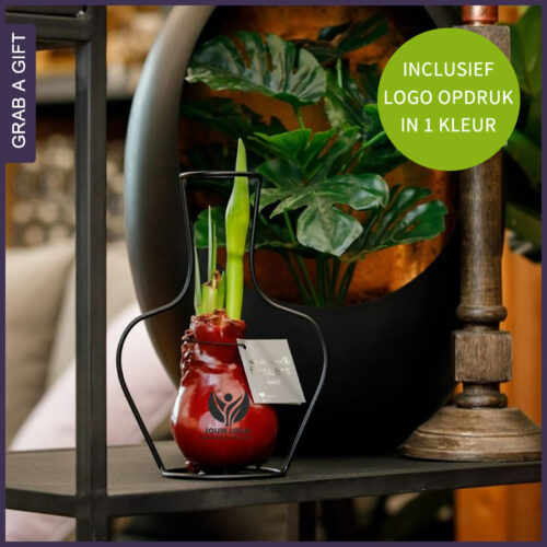 Amaryllis Bollen- No Water Flowers® Formz classic met logo bedrukken